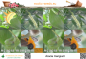 Preview: Acacia mangium, Forest Mangrove, Silk Leaf Acacia